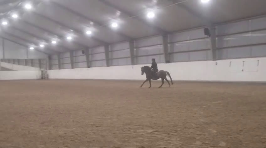 Dressyr hästar till salu: Ljuvligt sto  i Hjärnarp - Video 2