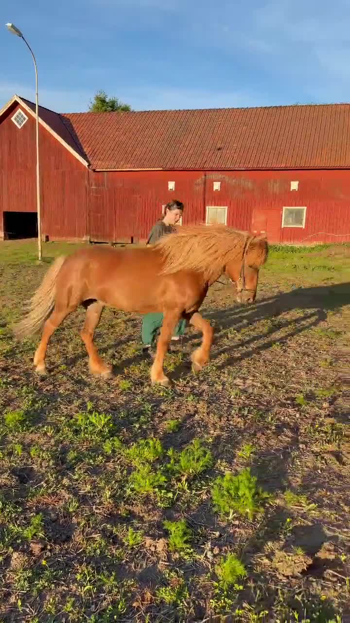 Island hästar till salu: Vackert islandssto i Skara - Video 1