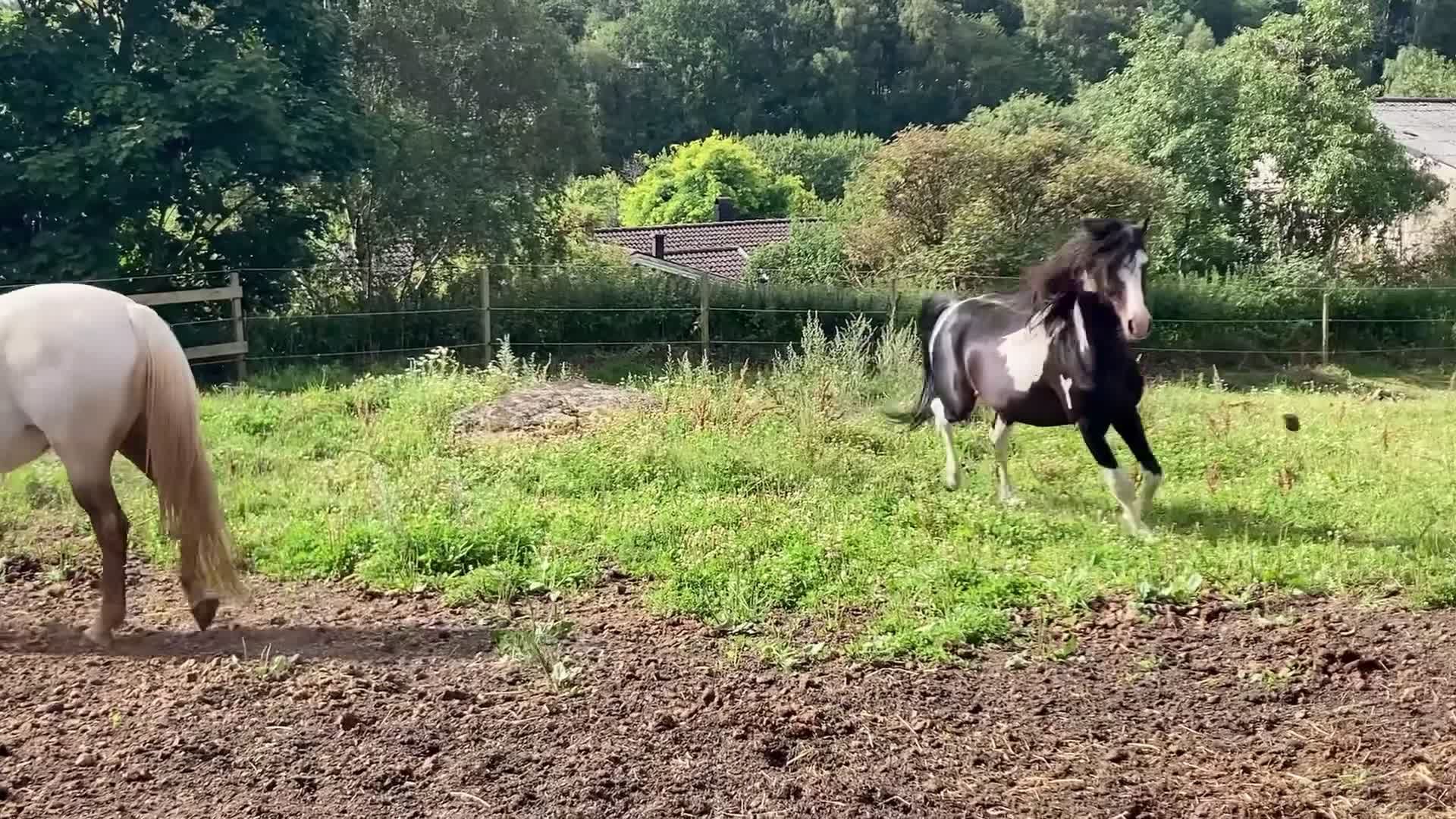 Allround hästar till salu: Intressekoll i Varberg - Video 1