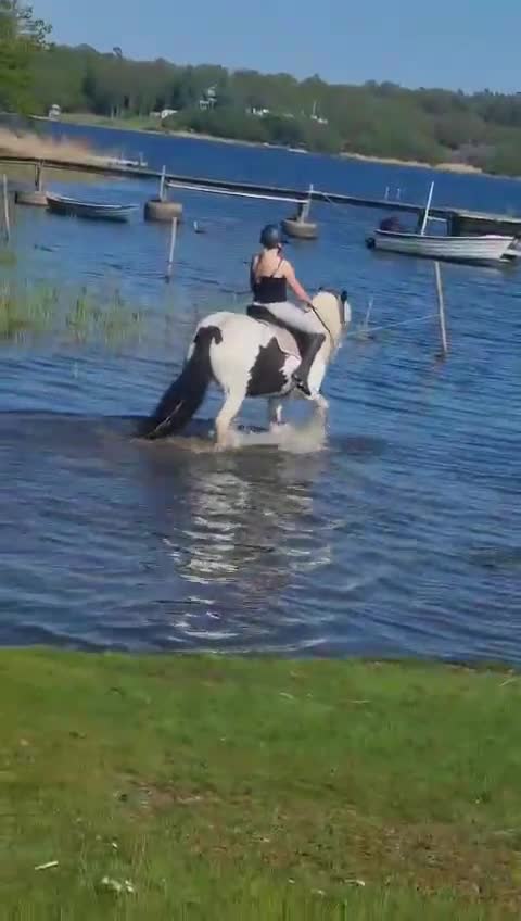 Allround hästar till salu: Irish Cob-sto, söker erfaret och långsiktigt hem - Video 1