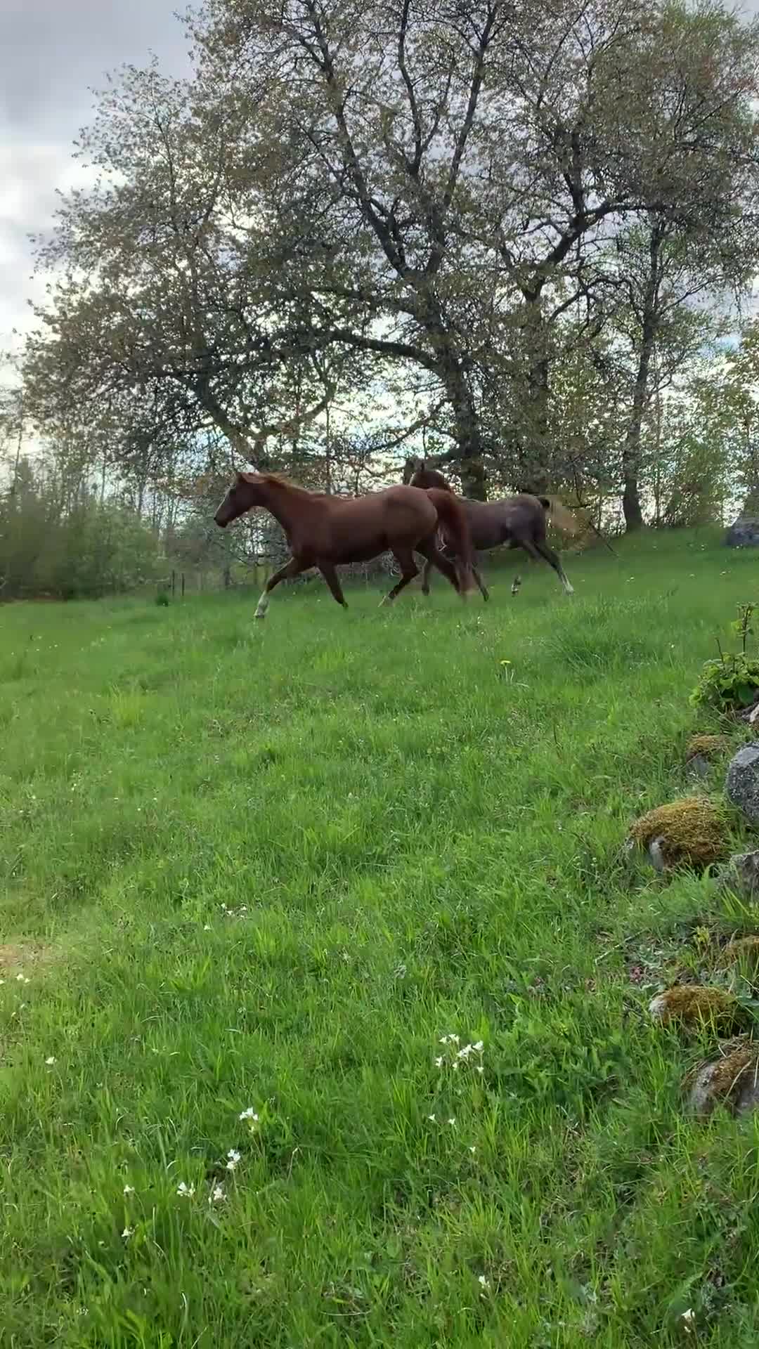 Övrigt hästar till salu: Arabföl till salu i Ramkvilla - Video 3