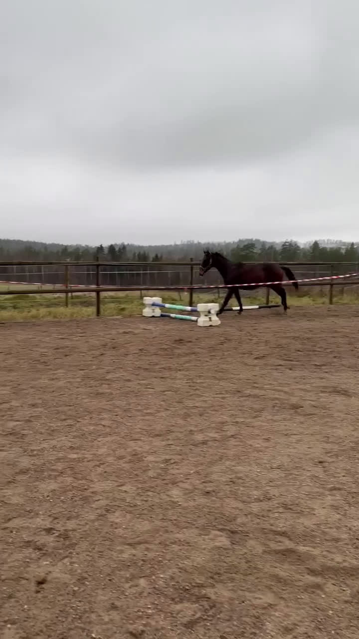 Hoppning hästar till salu: Svenskfödd tvåårshingst e Don't Touch Tiji Hero - Video 2