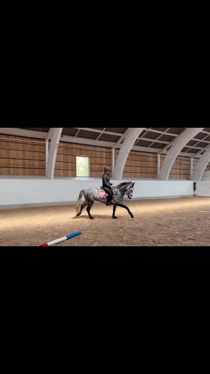 Hoppning hästar till salu: Snygg D-ponny - Video 1