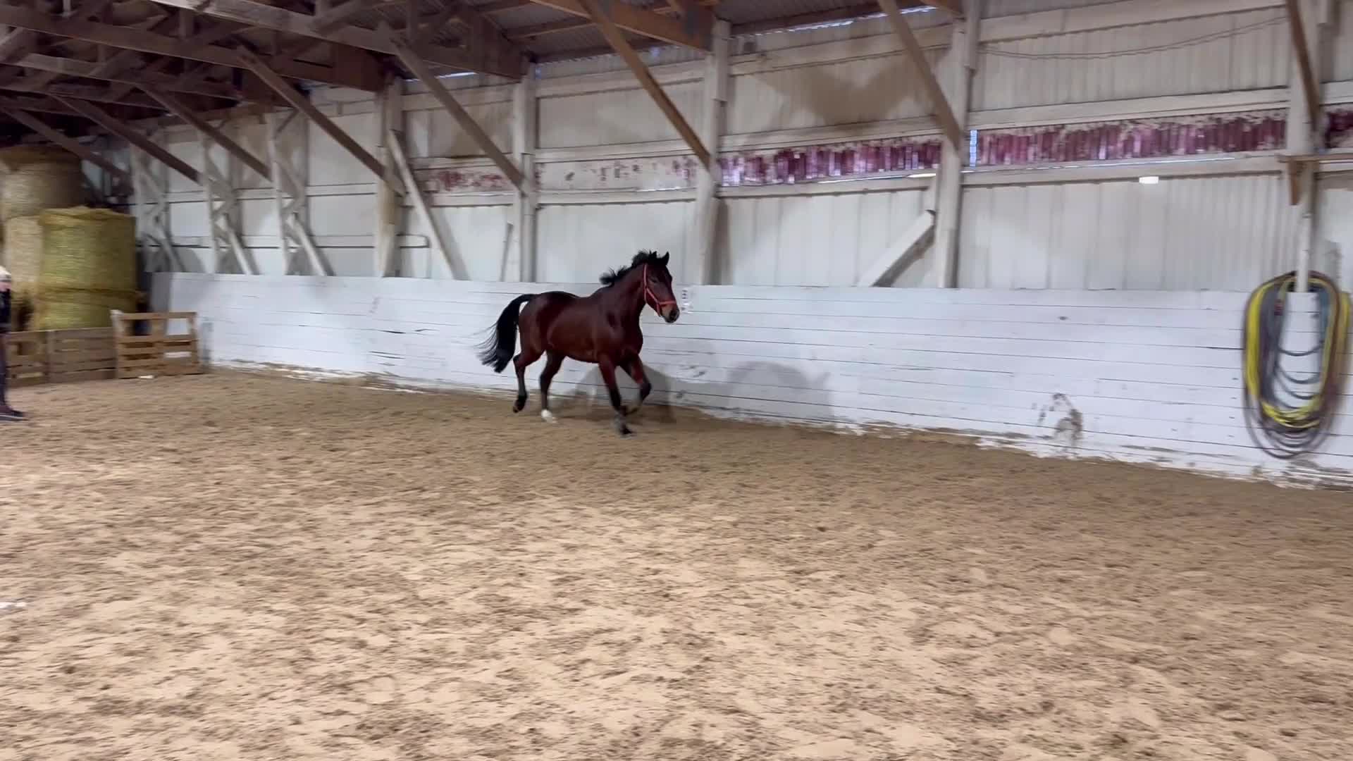 Dressyr hästar till salu: Utvecklingsbar valack. FYND!! - Video 2