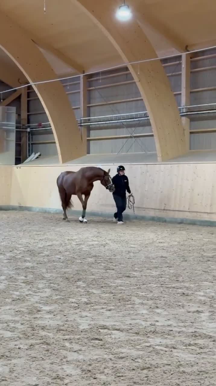 Dressyr hästar till salu: Sto född - 23 e:Benefit  i Säter - Video 1