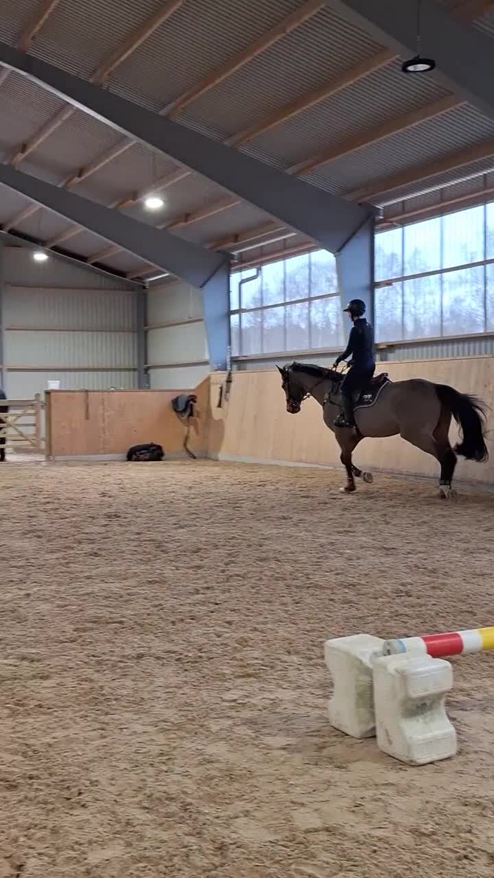 Hoppning hästar till salu: Välriden och trevlig valack  - Video 3