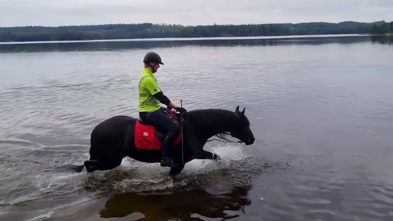 Allround hästar till salu: Morgan valack i Sätila - Video 1