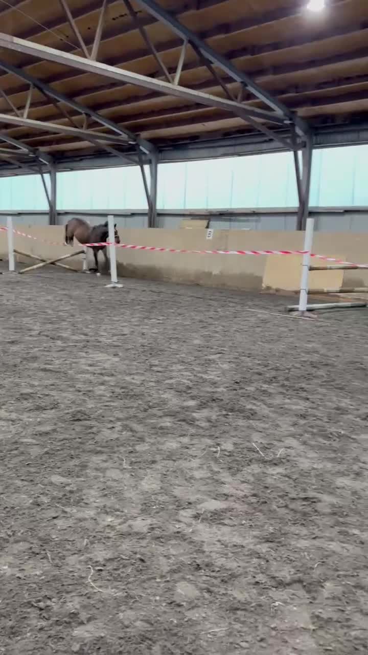 Allround hästar till salu: Trevlig fullblodsvalack, inkörd - Video 2