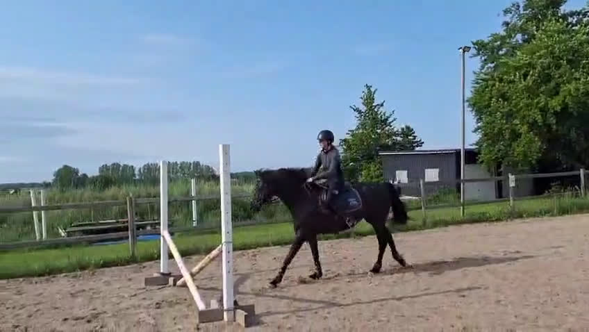 Allround hästar till salu: Drömponny - Video 3