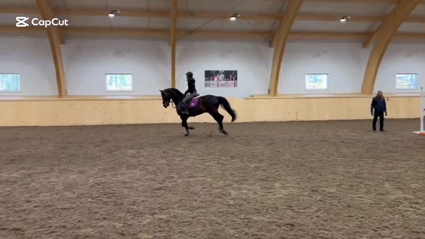 Allround hästar till salu: Charming söker ett nytt hem i Piteå - Video 2