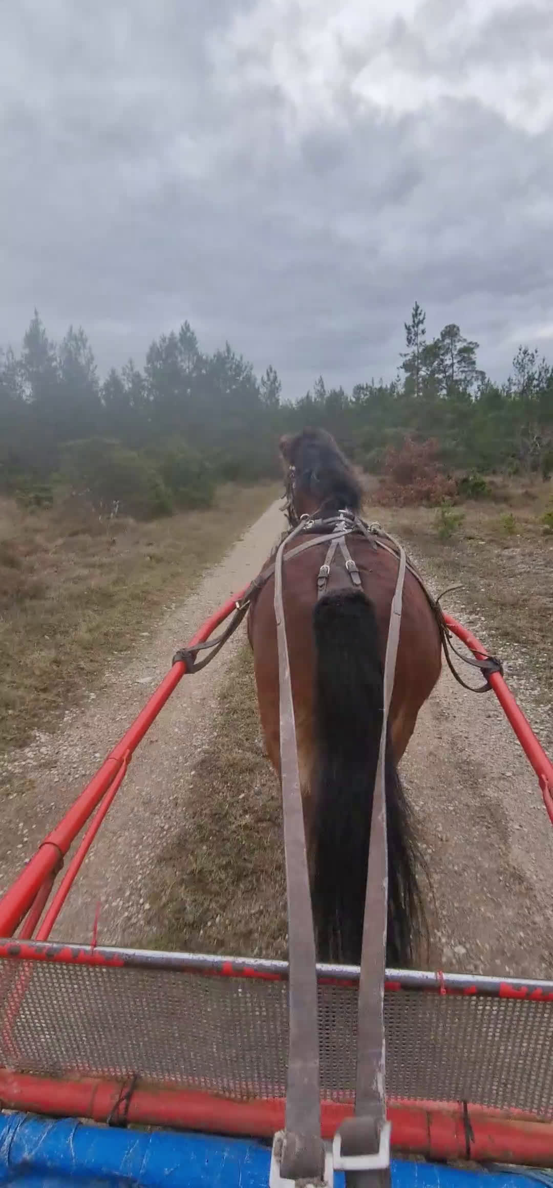 Avelshästar hästar till salu: Diplomsto till ridning/körning/avel i Stånga - Video 1