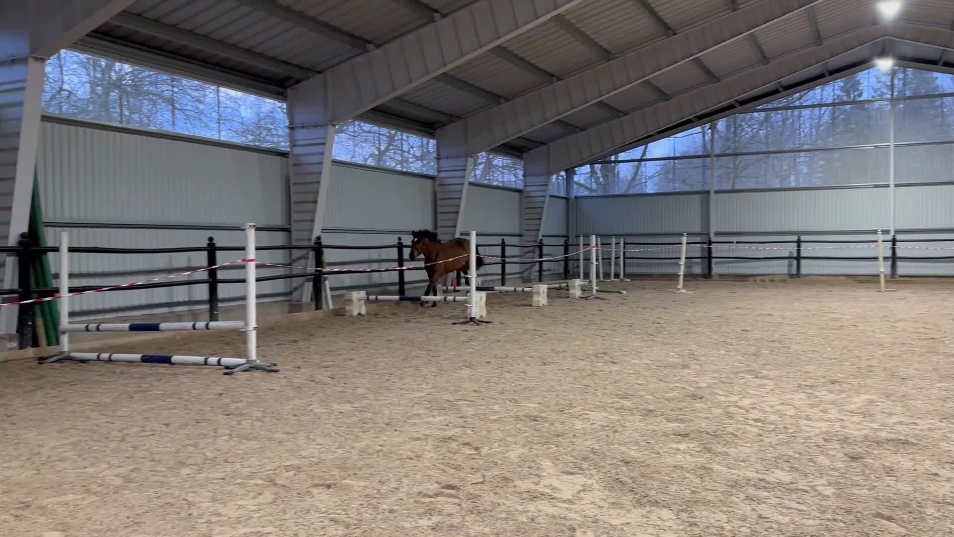 Hoppning hästar till salu: Exceptionell SWB  - Video 2