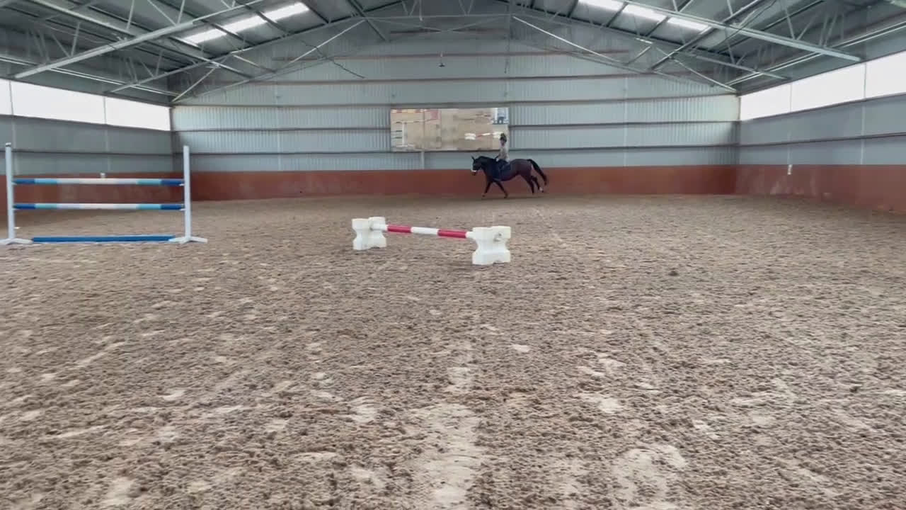 Hoppning hästar till salu: Sto med potential i Kungsbacka - Video 2