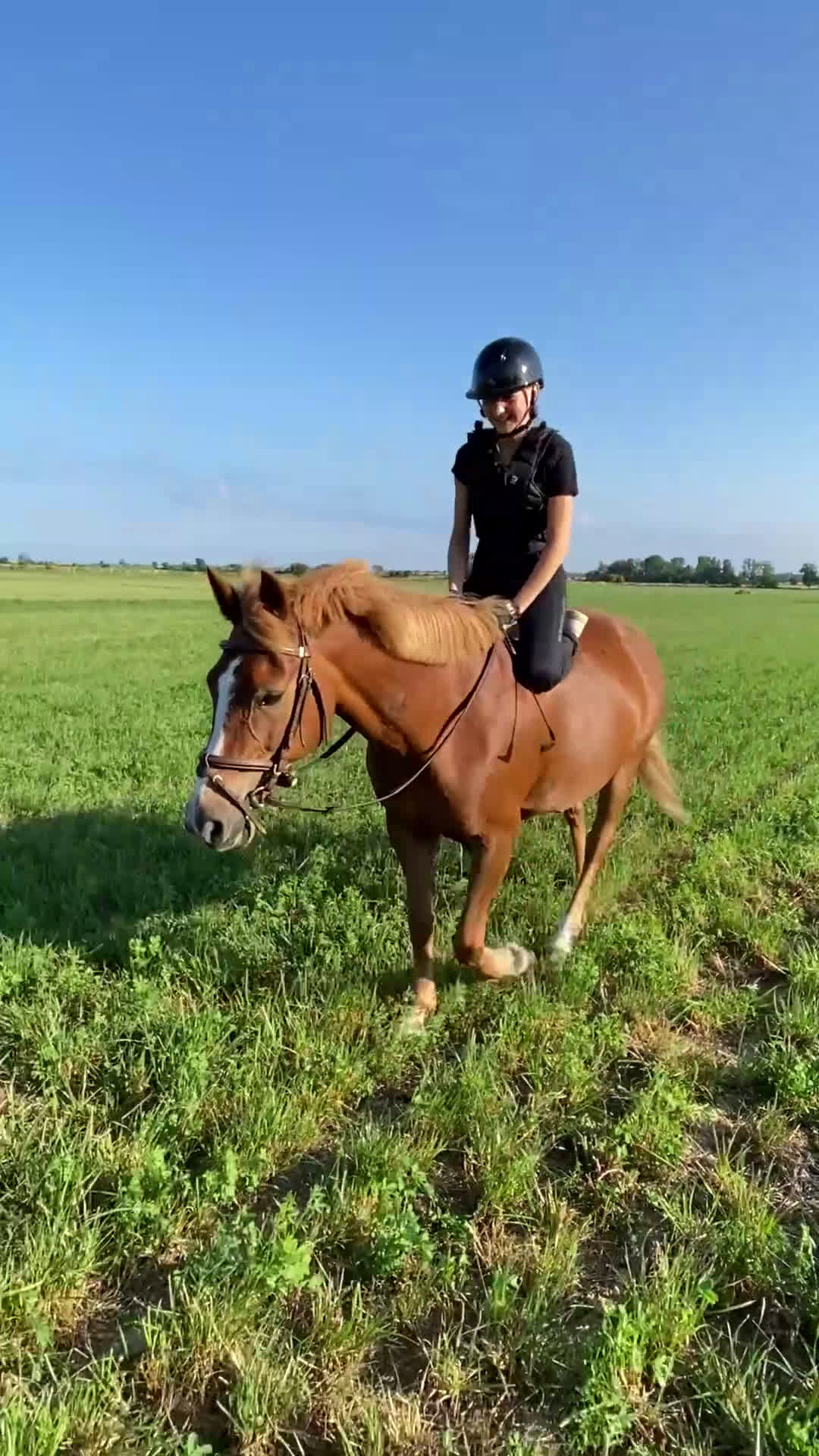 Allround hästar till salu: Äldre läromästare och bästa vän ❤️ - Video 2
