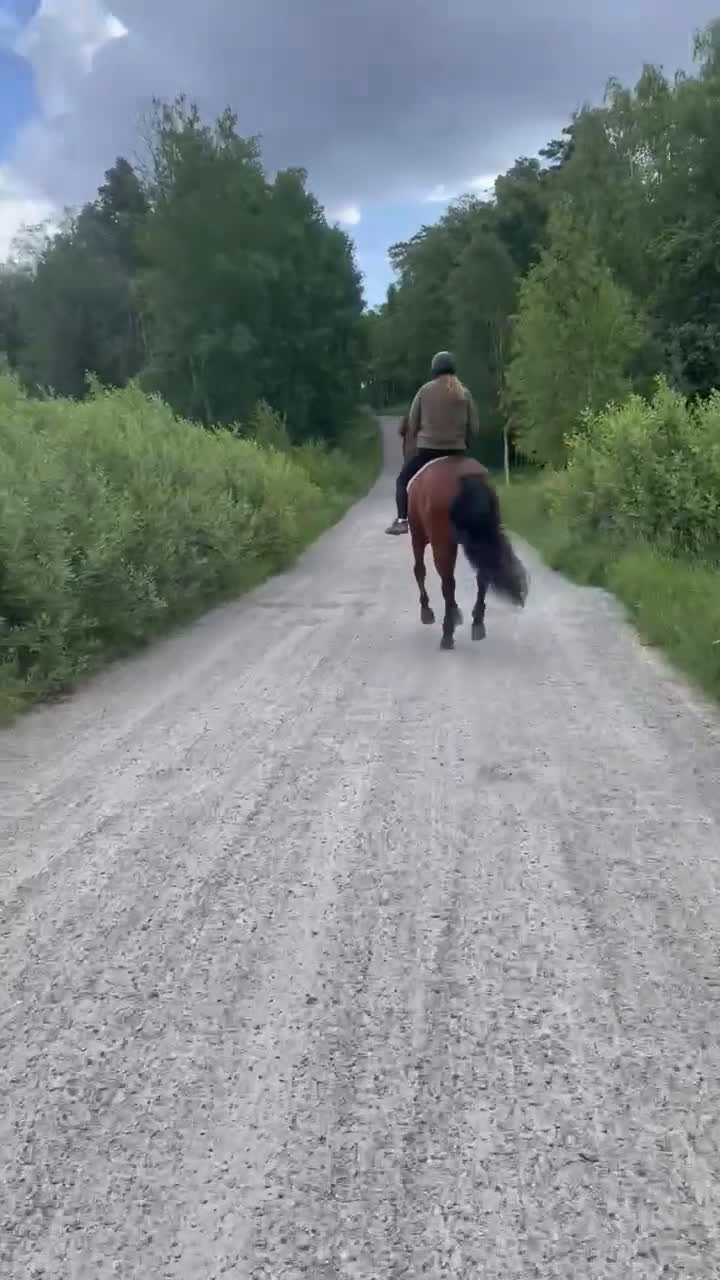 Allround hästar till salu: Lasse söker hem med uteritter och ev körning i Åkersberga - Video 1