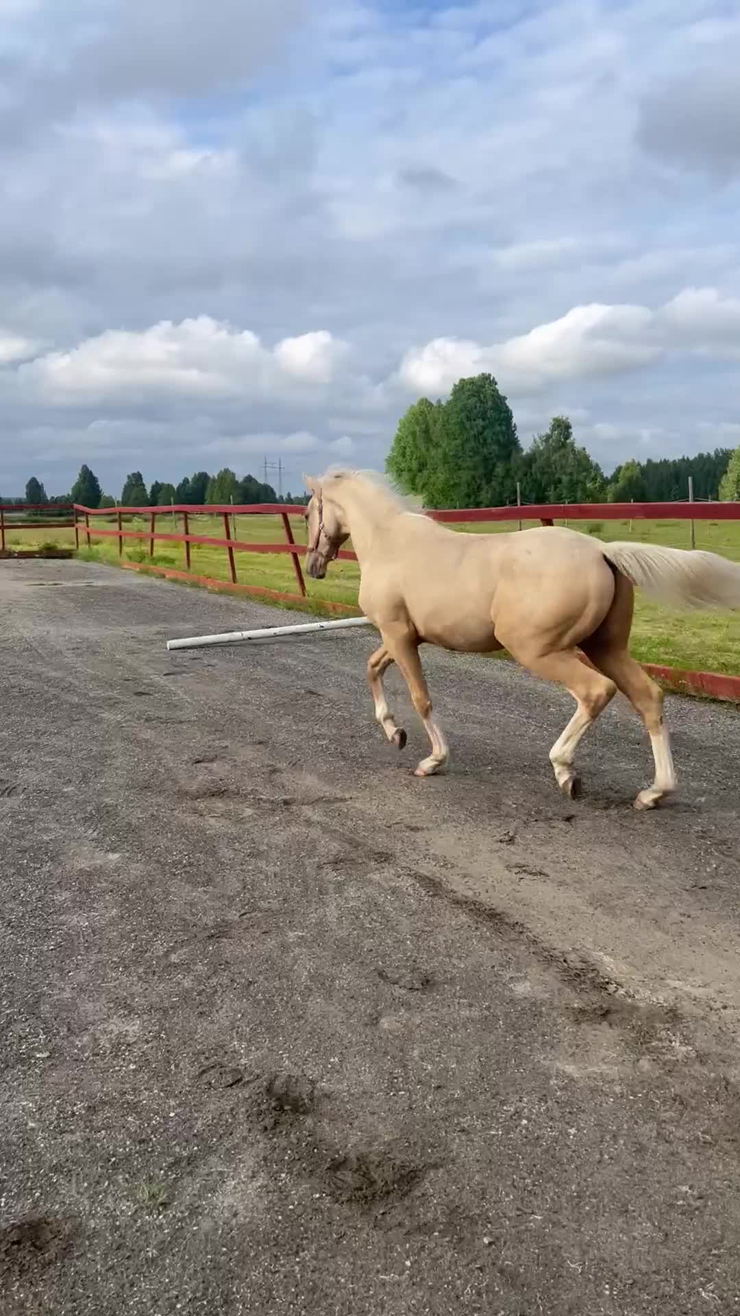 Allround hästar till salu: SWB-hingst född 2025, Racoon-Zafferano - Video 1