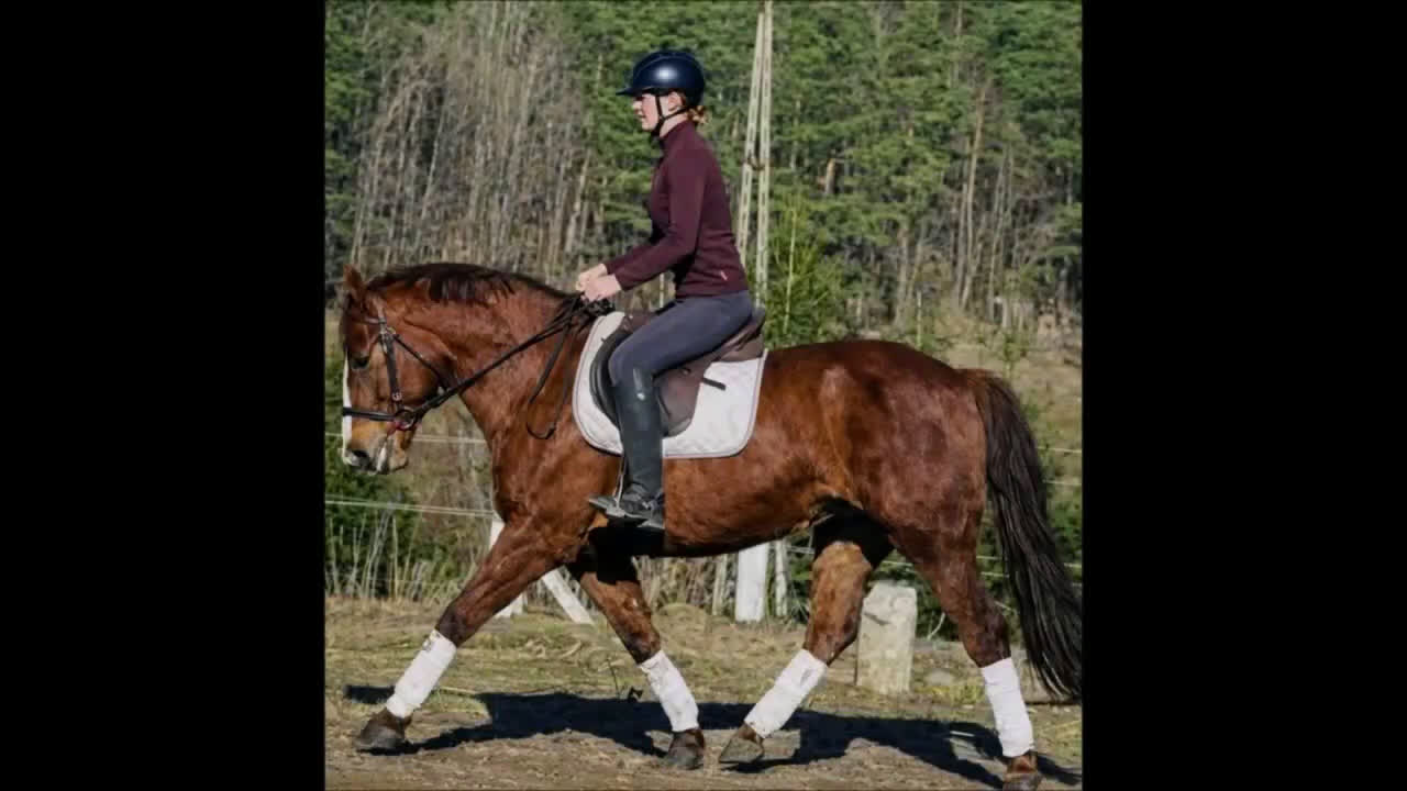 Allround hästar till salu: Fantastic D pony for everybody - Video 1