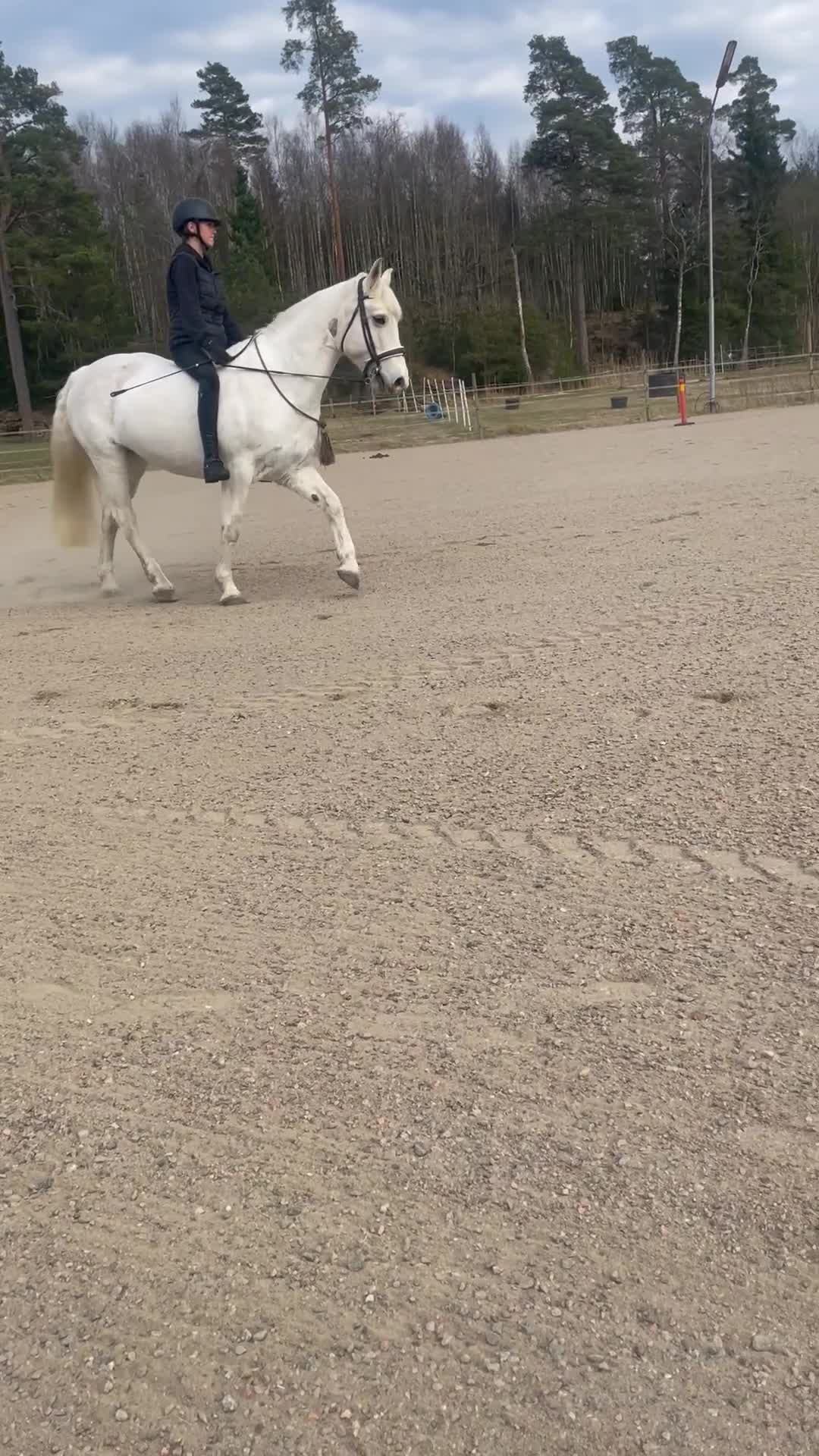 Allround hästar till salu: Pärlan söker nytt hem⭐️ - Video 3