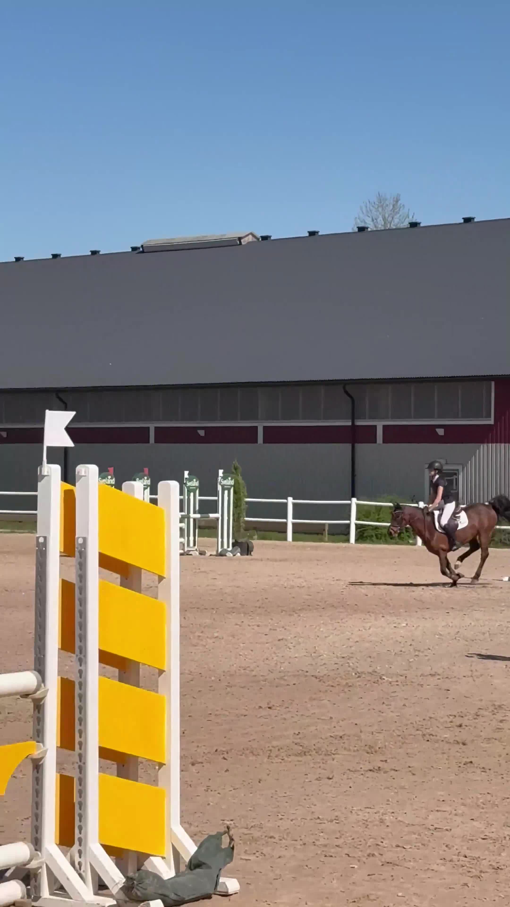 Hoppning hästar till salu: Fantastisk läromästare och bästa vän❤️ - Video 1