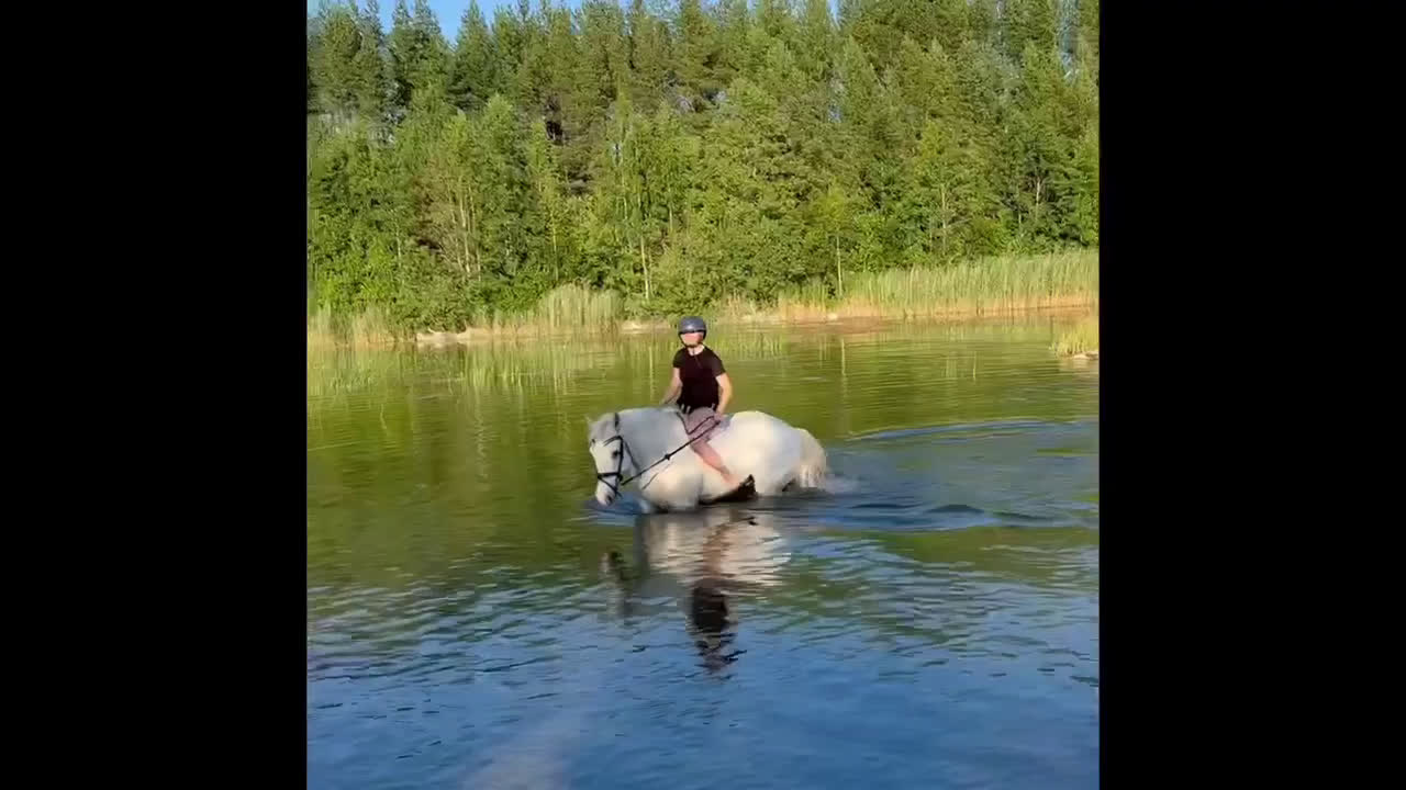 Allround hästar till salu: Mycket trevlig Allround D-ponny  - Video 2