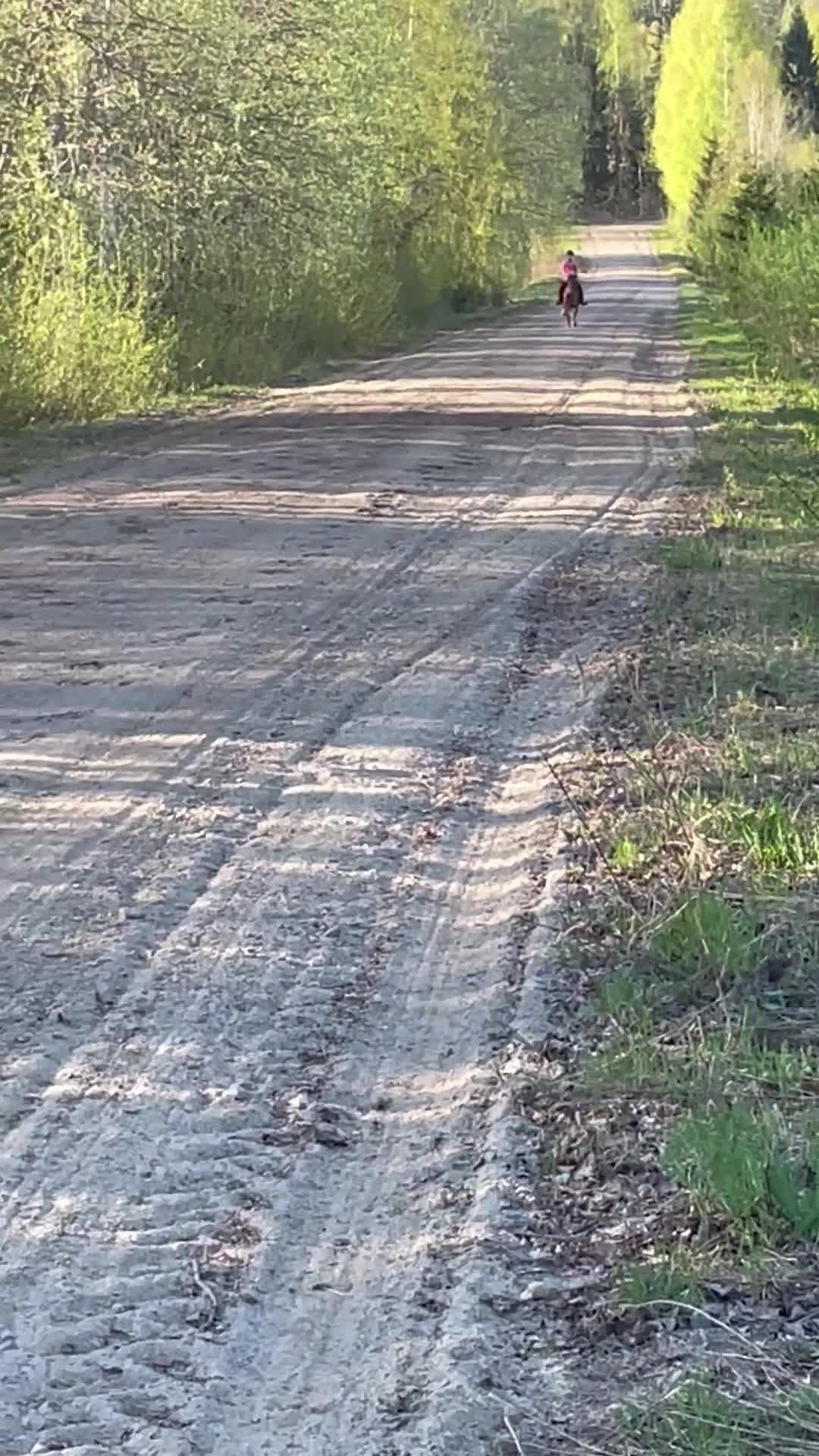 Allround hästar till salu: Nu söker min älskade Diesel en ny bästis!  i Sundsvall - Video 2
