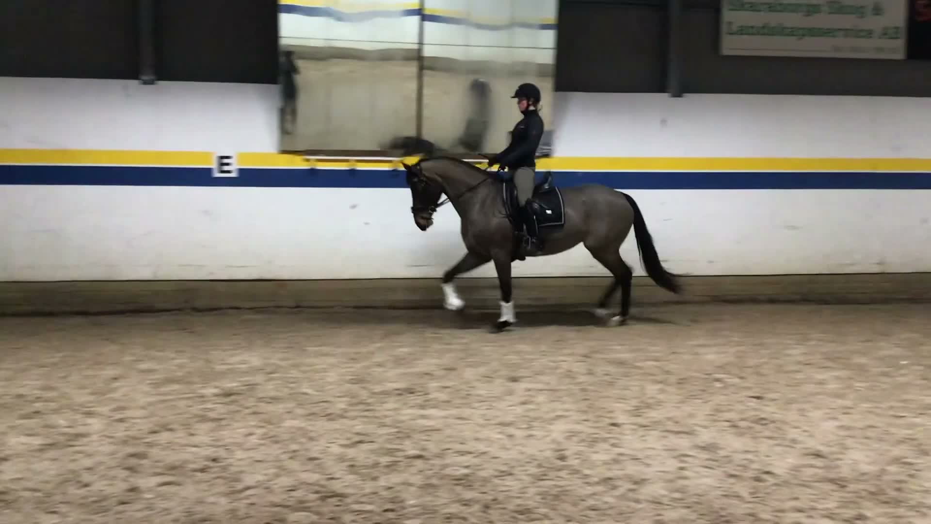 Dressyr hästar till salu: Trevligt dressyrsto i Mariestad - Video 1