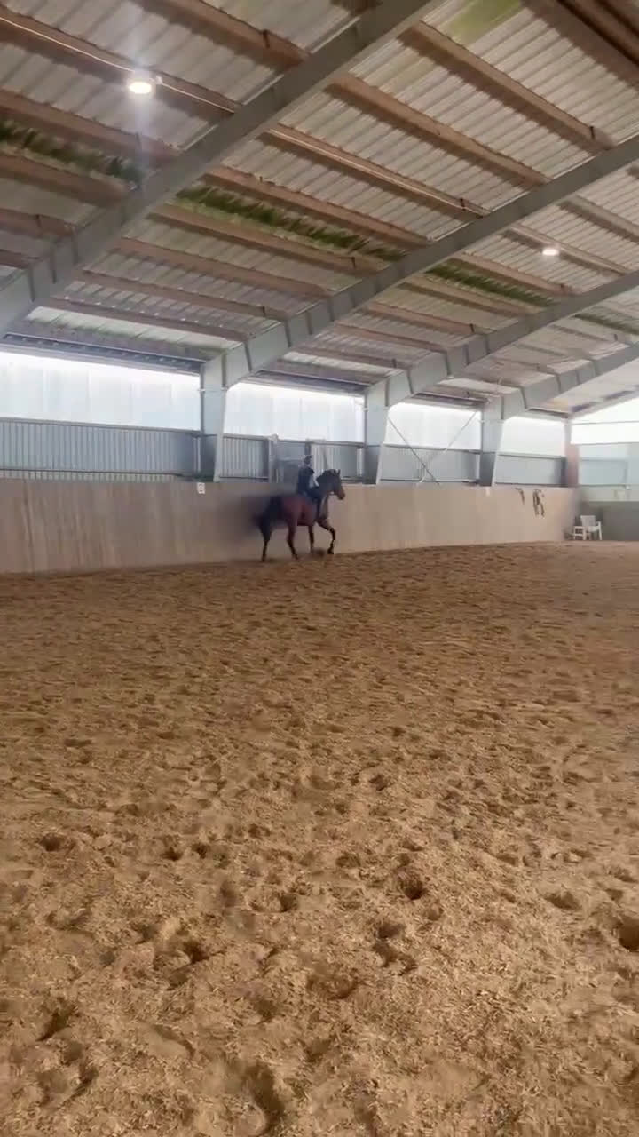 Allround hästar till salu: Läromästare i valfri gren⭐️ - Video 3