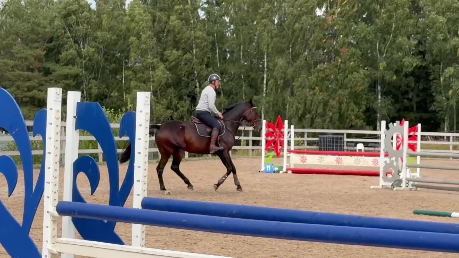 Hoppning hästar till salu: Modern sporthäst för framtiden! - Video 2