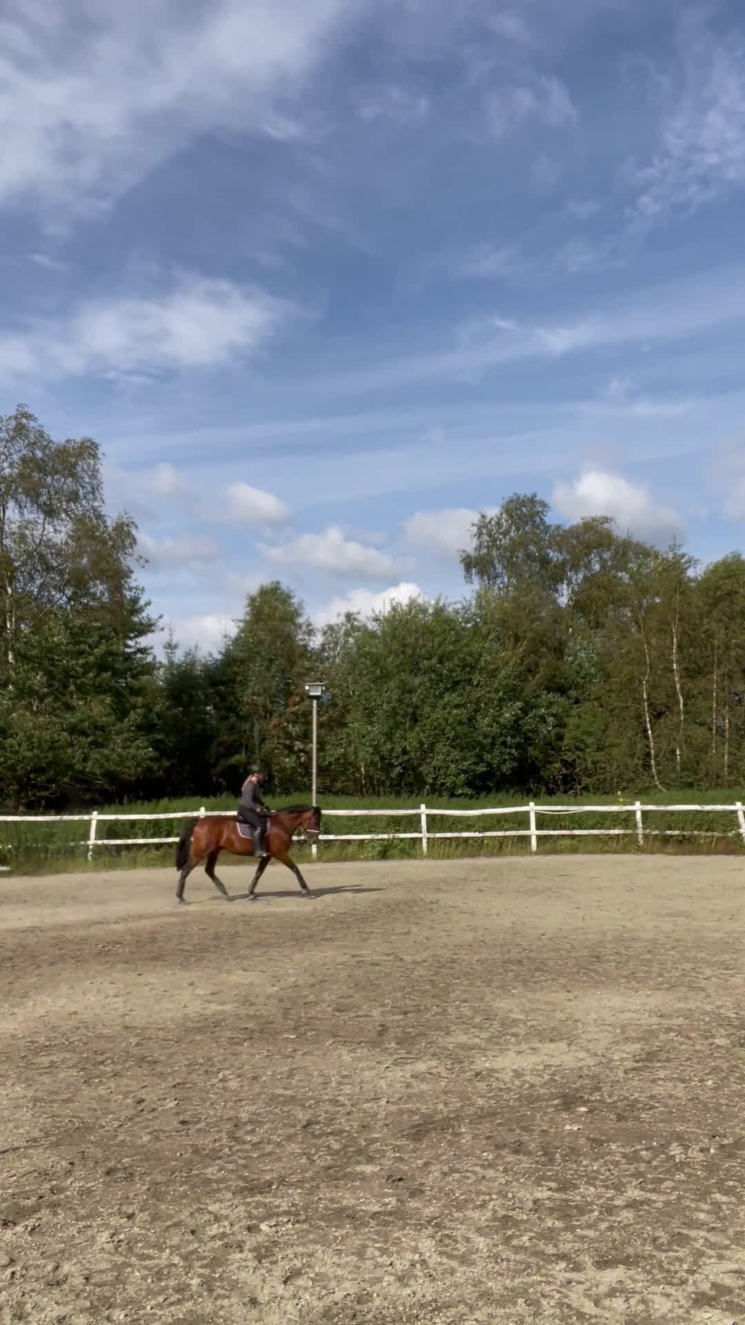 Allround hästar till salu: En bästa vän söker nytt hem i Borås - Video 2