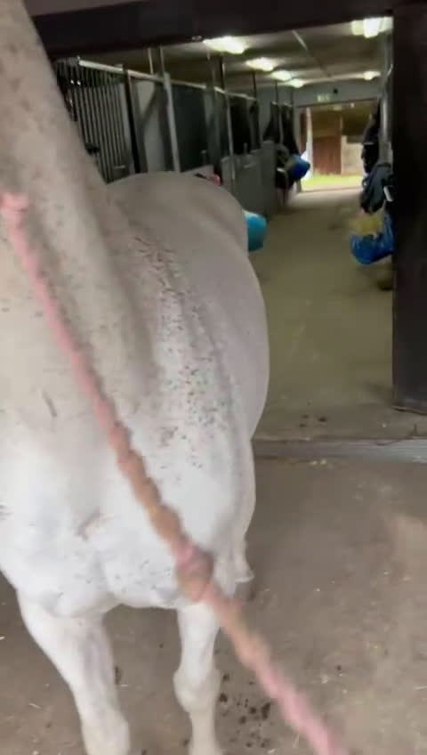 Hoppning hästar till salu: Topponny för högre klasser i Göteborg - Video 3