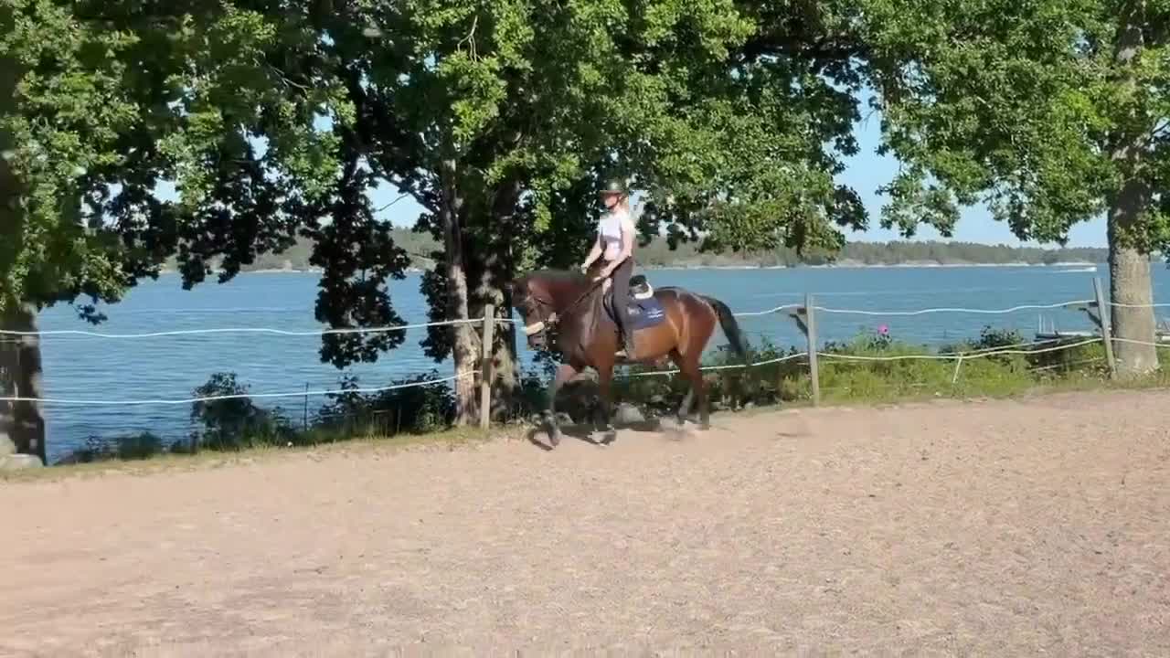 Hoppning hästar till salu: Fynd- Fin Swb Valack  - Video 2