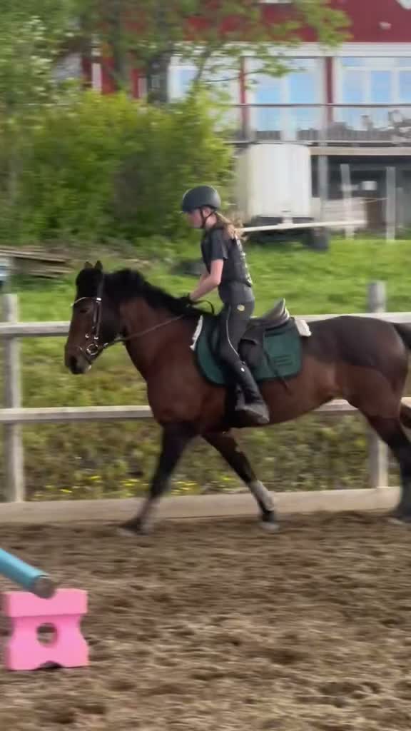 Allround hästar till salu: Maxat C-ponnysto med härlig energi  i Östersund - Video 2
