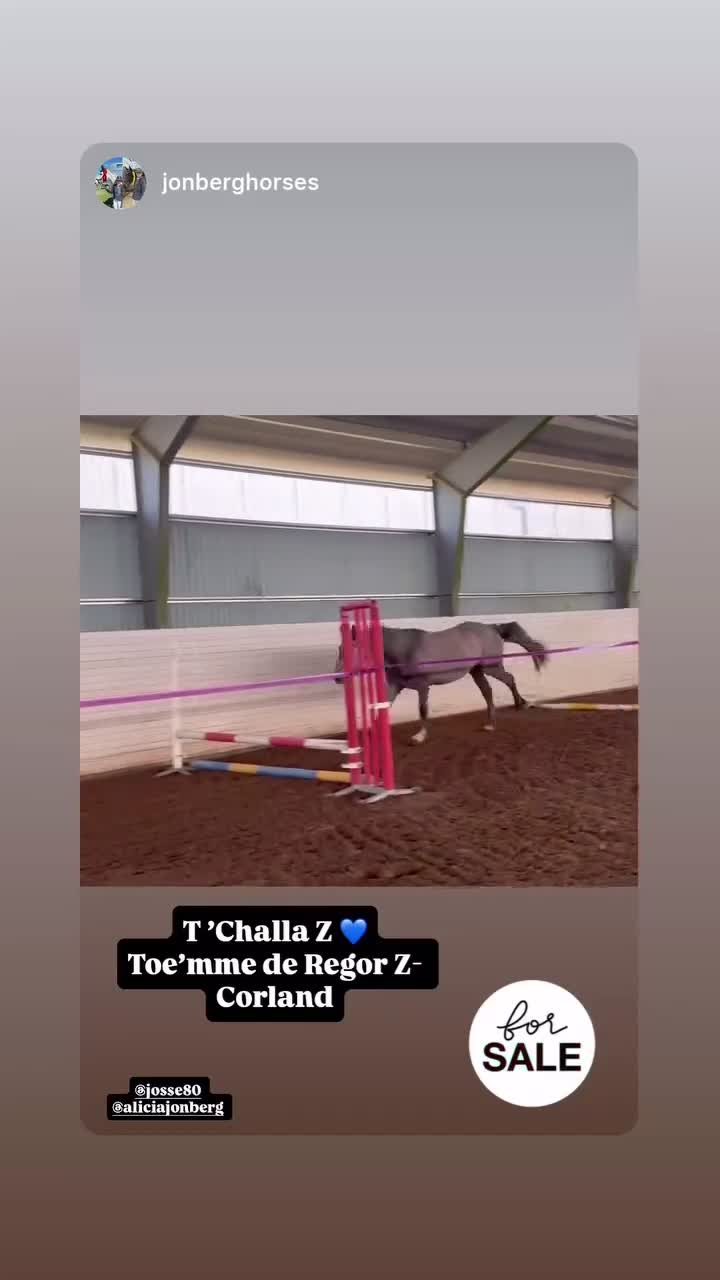 Hoppning hästar till salu: Trevlig valack, T’Challa Z - Video 1