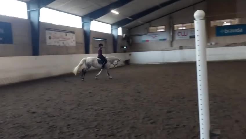 Allround hästar till salu: Trevligt D-ponny sto - Video 1