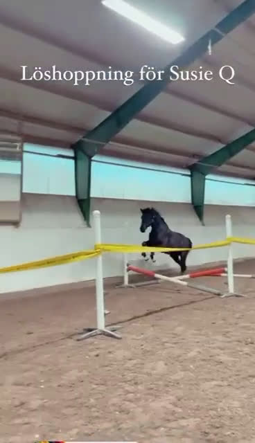 Dressyr hästar till salu: Tuff brud i lyxförpackning - Video 1