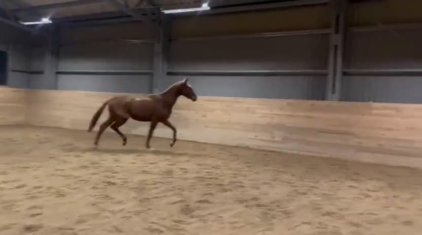 Dressyr hästar till salu: Underbar 3 års hingst - Video 1