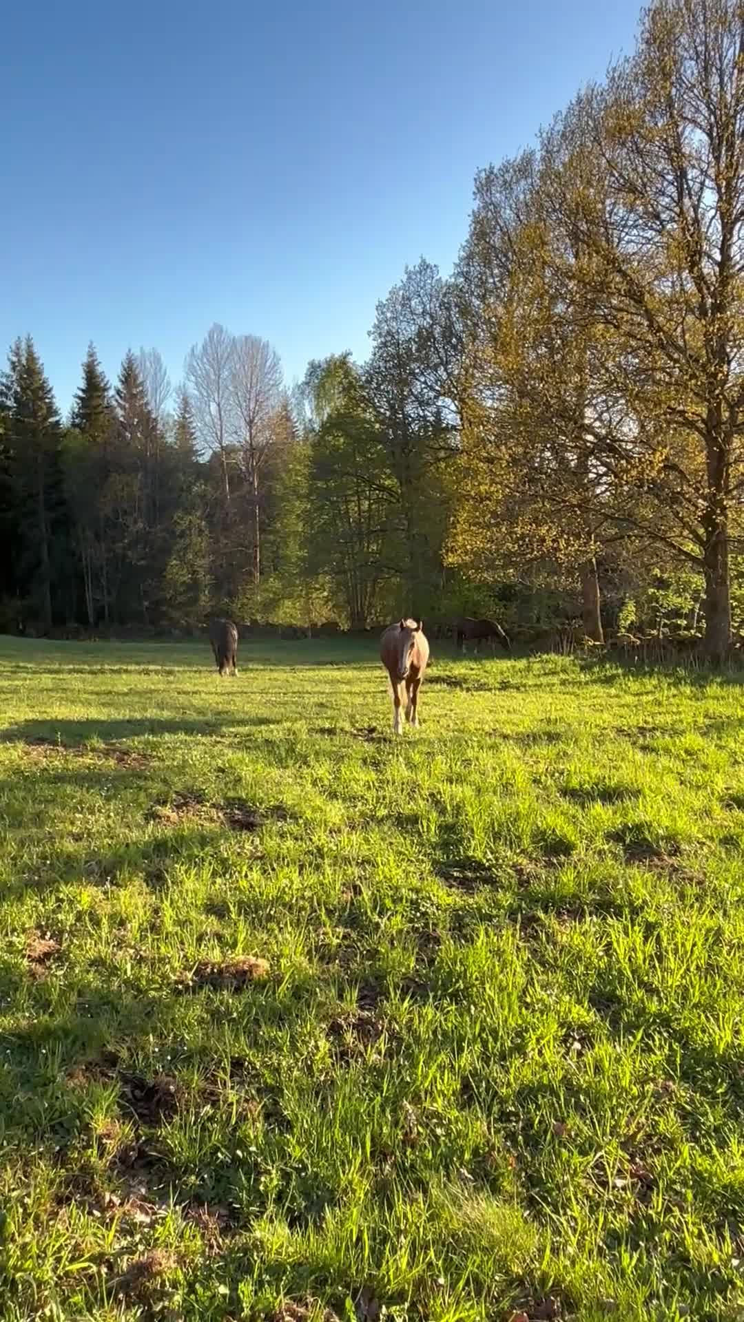 Allround hästar till salu: Bästa kompis med utstrålning - Video 1