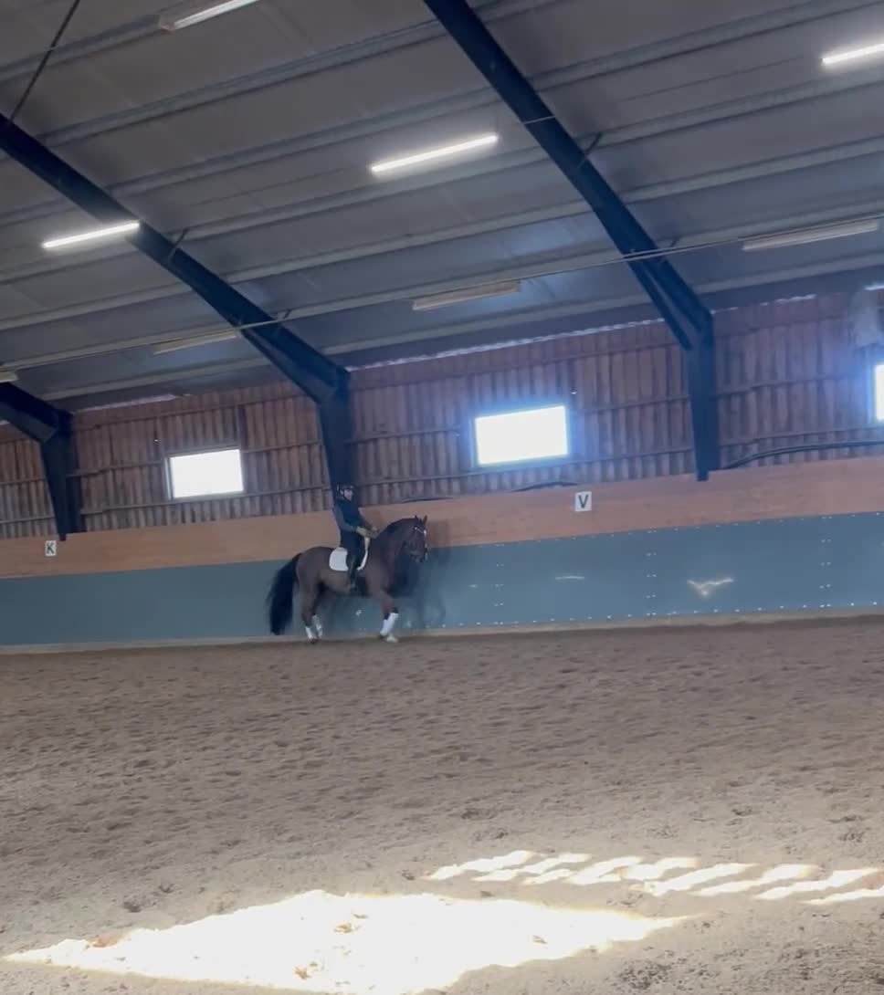 Dressyr hästar till salu: Trevligt 10 årigt dressyrsto - Video 1