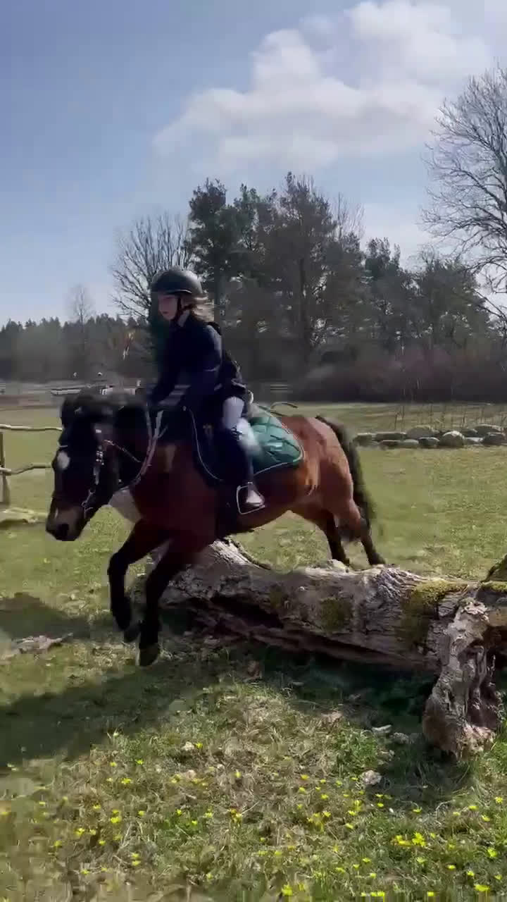 Hoppning hästar till salu: Ponnyn som älskar att jobba - Video 3