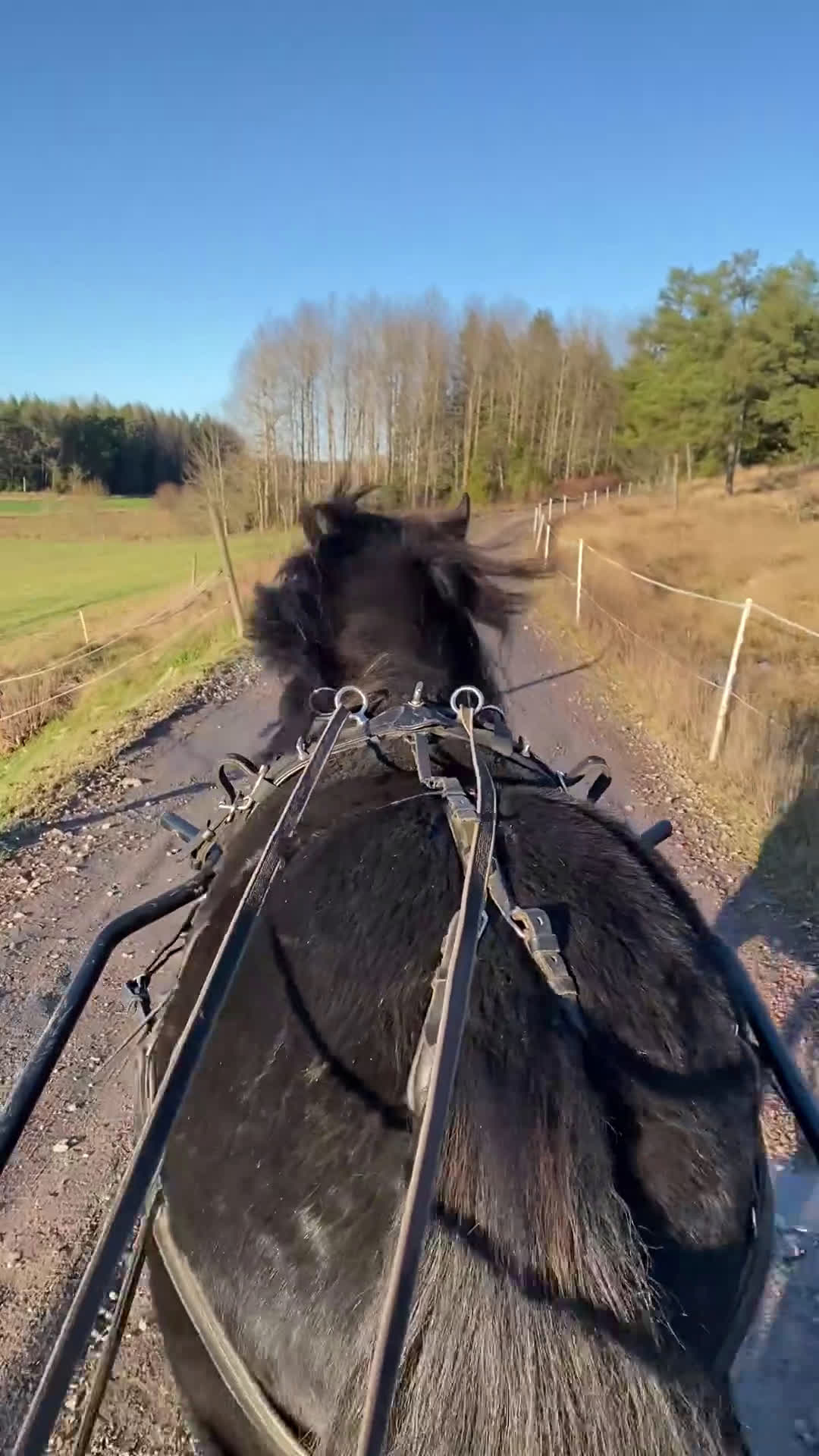 Allround hästar till salu: Maxat inkört shetlandssto i Karlstad - Video 2