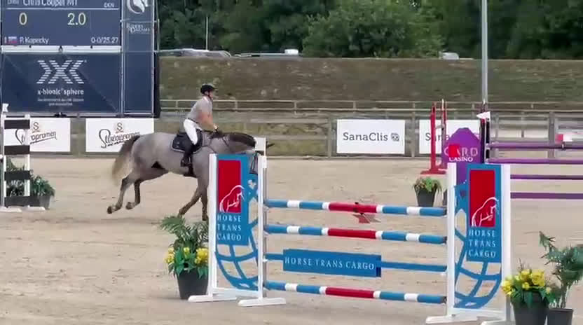 Hoppning hästar till salu: Lovende springhest  - Video 1