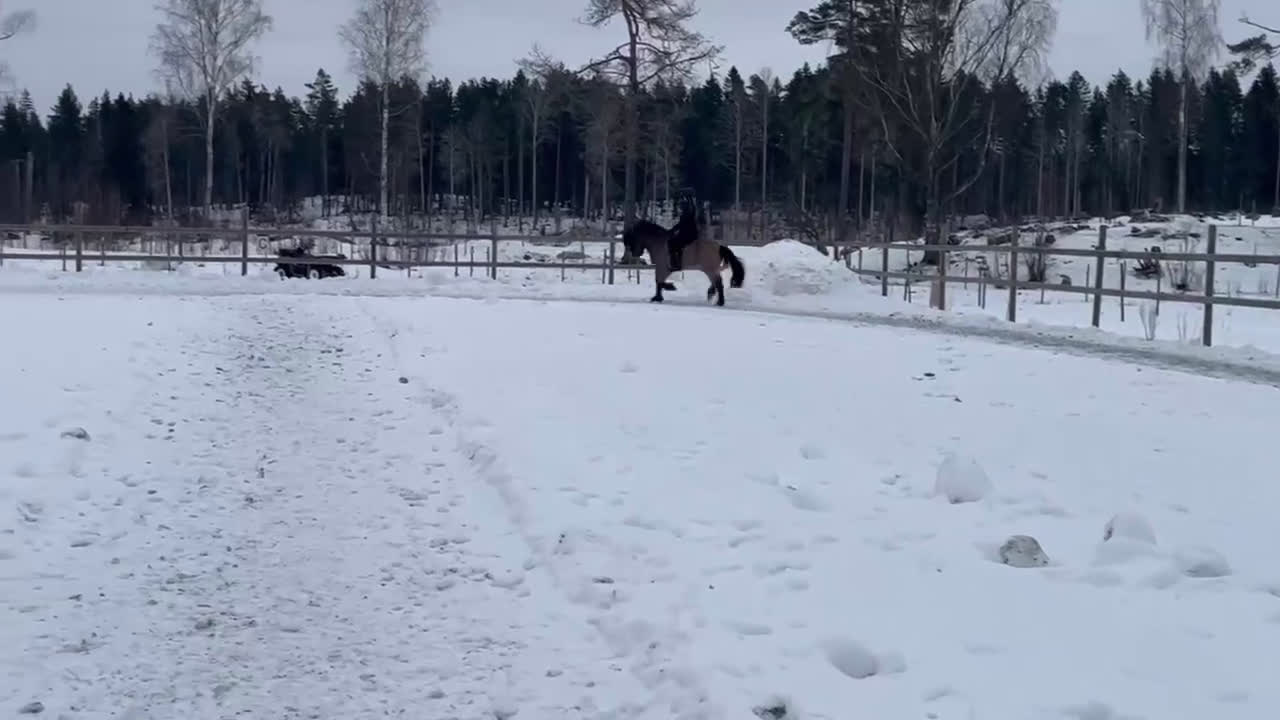 Island hästar till salu: Vacker fyrgångs valack med häftig färg X faktor i Gimo - Video 1
