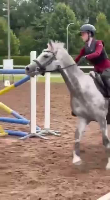 Allround hästar till salu: Lyxig hobbyponny för hopp och dressyr - Video 2