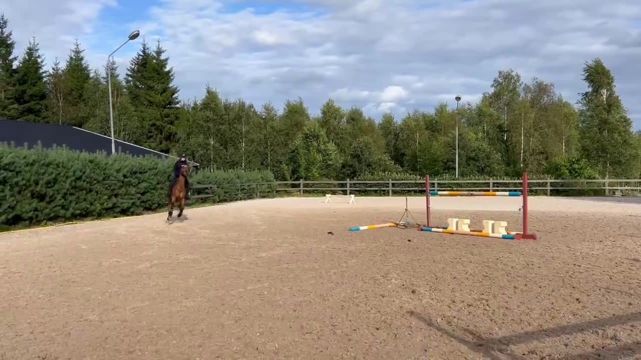 Hoppning hästar till salu: Hopponny för framtiden  - Video 2