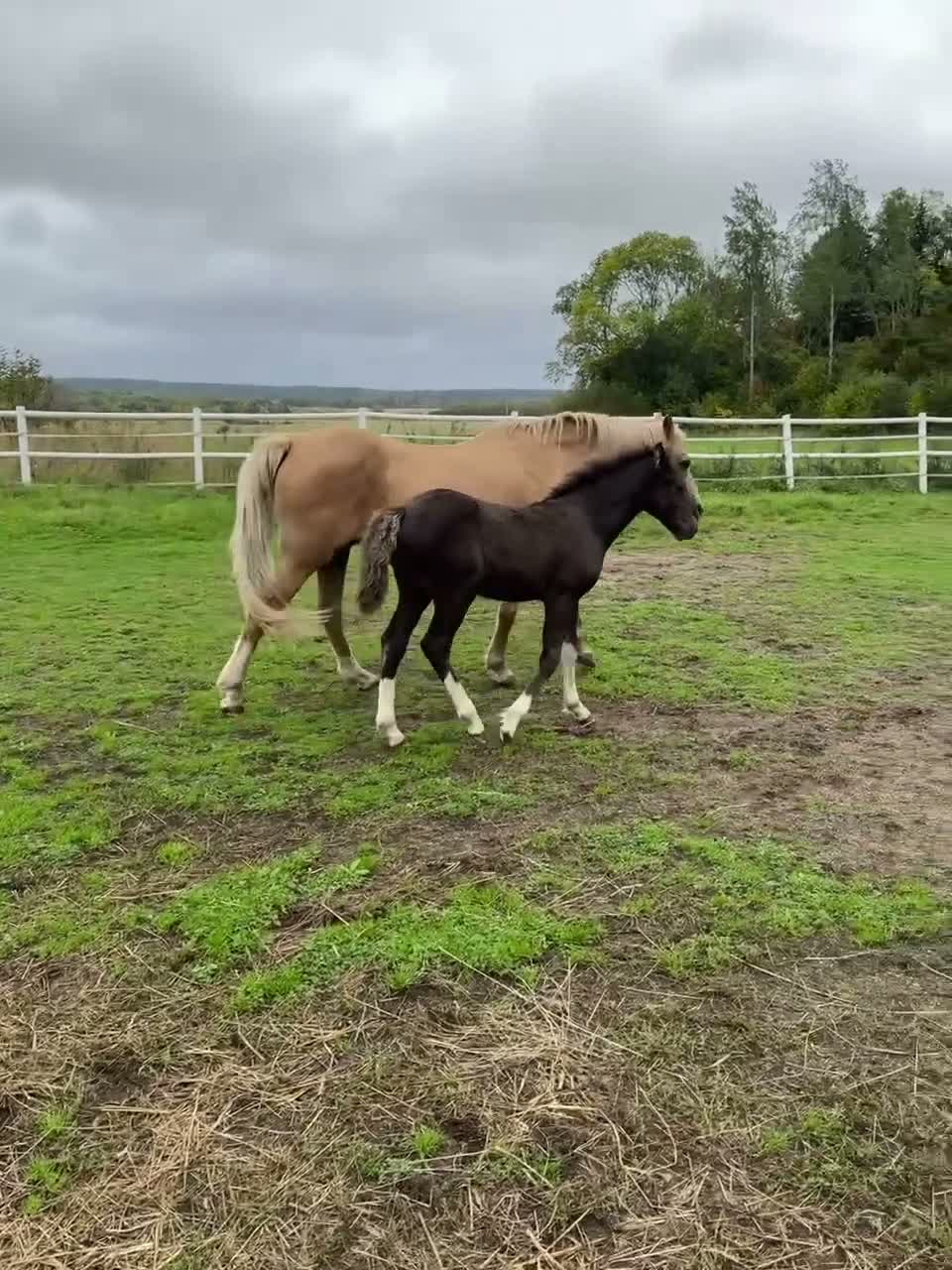 Allround hästar till salu: Snygg hingst med potential  - Video 1