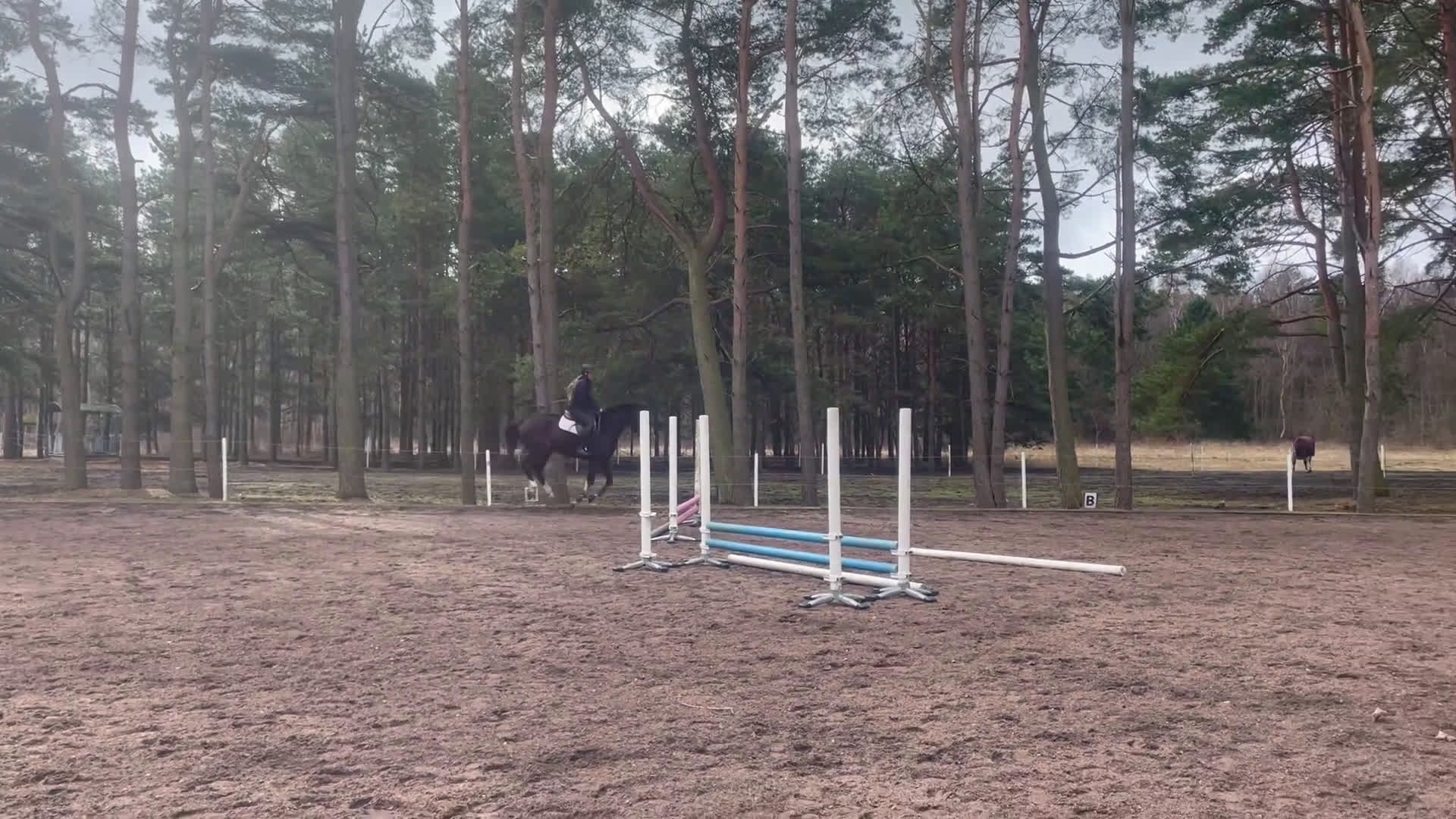 Hoppning hästar till salu: Supertrevlig 5 åring  - Video 1