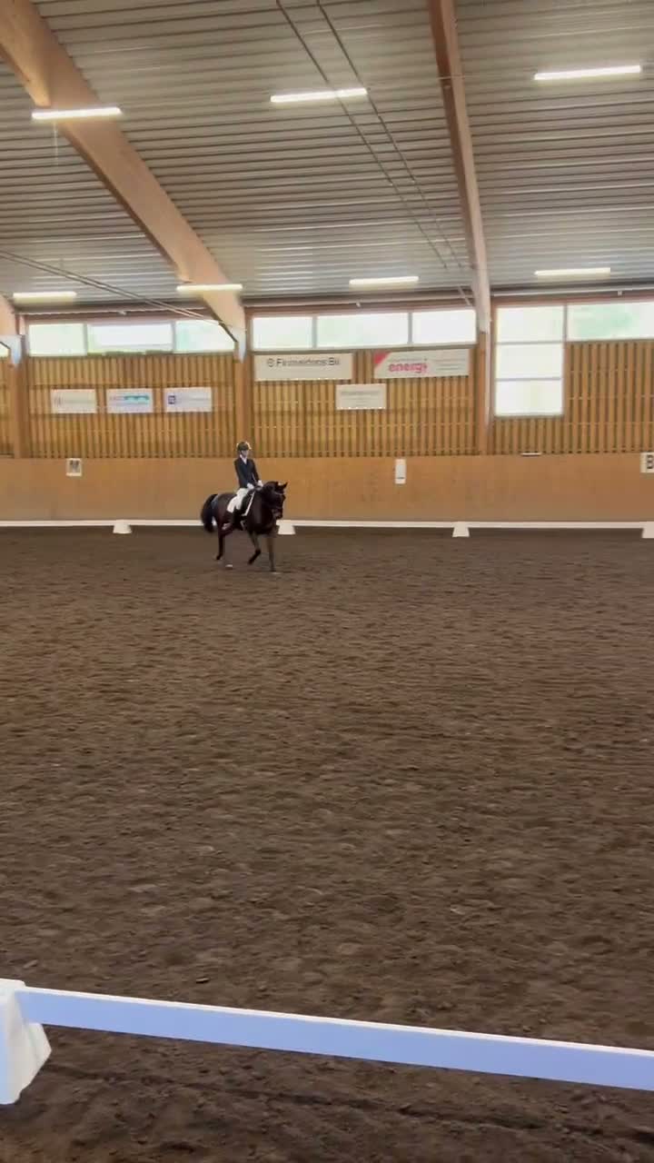 Dressyr hästar till salu: Dressyrponny - Video 1