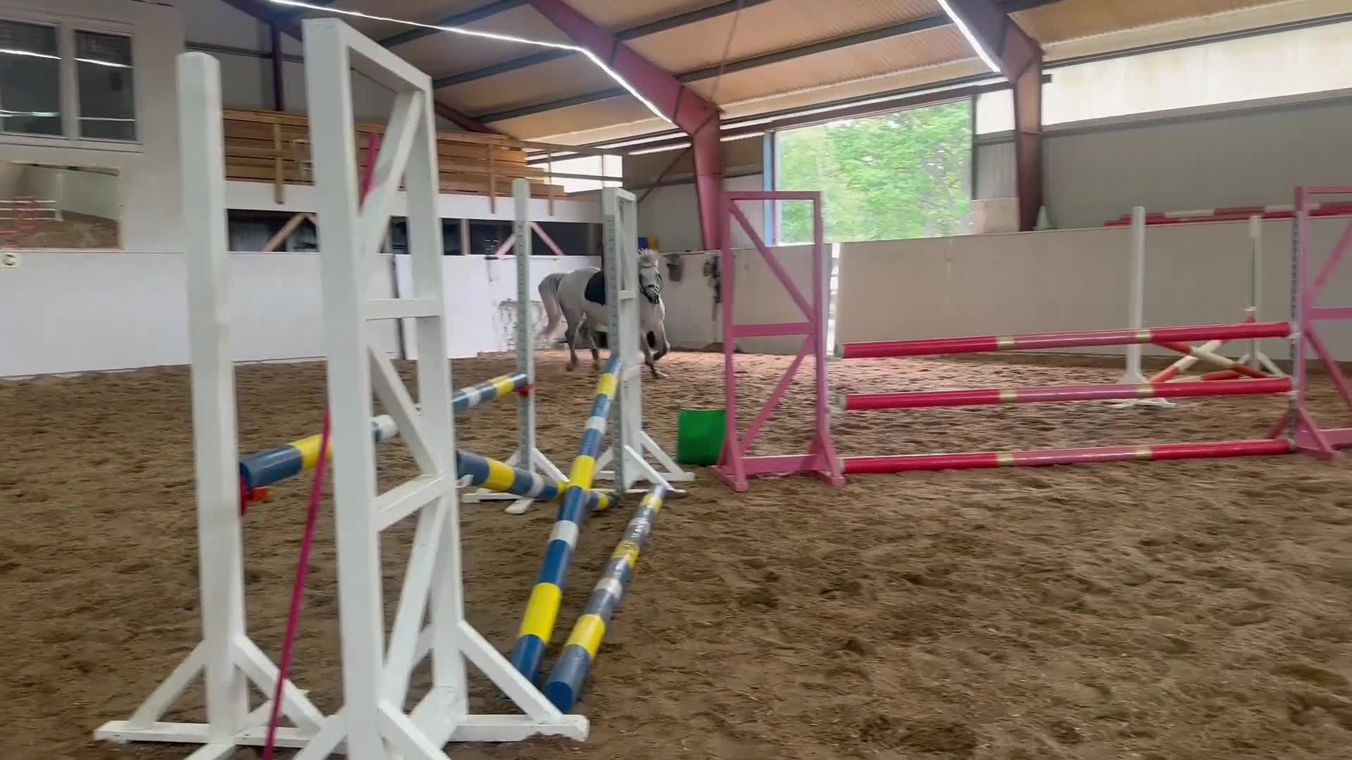 Hoppning hästar till salu: Snäll & okomplicerad ponny⭐️ - Video 1