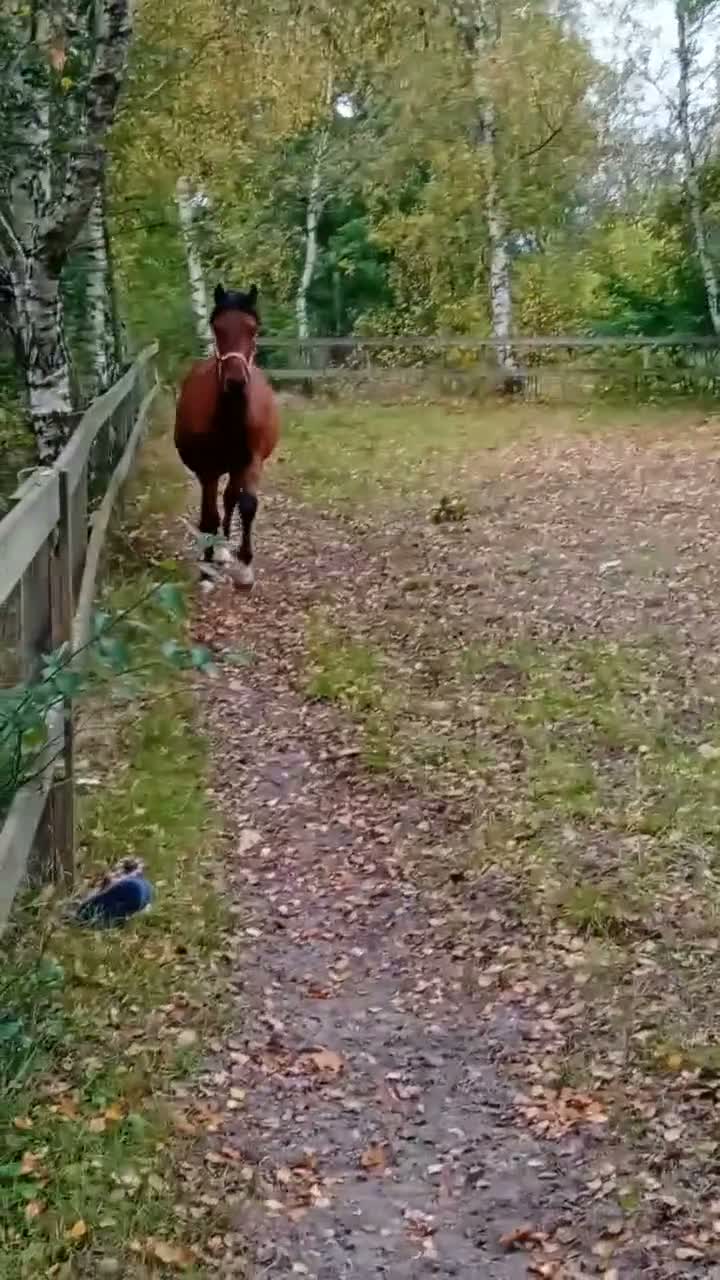 Dressyr hästar till salu:  Flott halvblodshingst🌸PASSA PÅ INNAN HÖJNING🌸 - Video 3