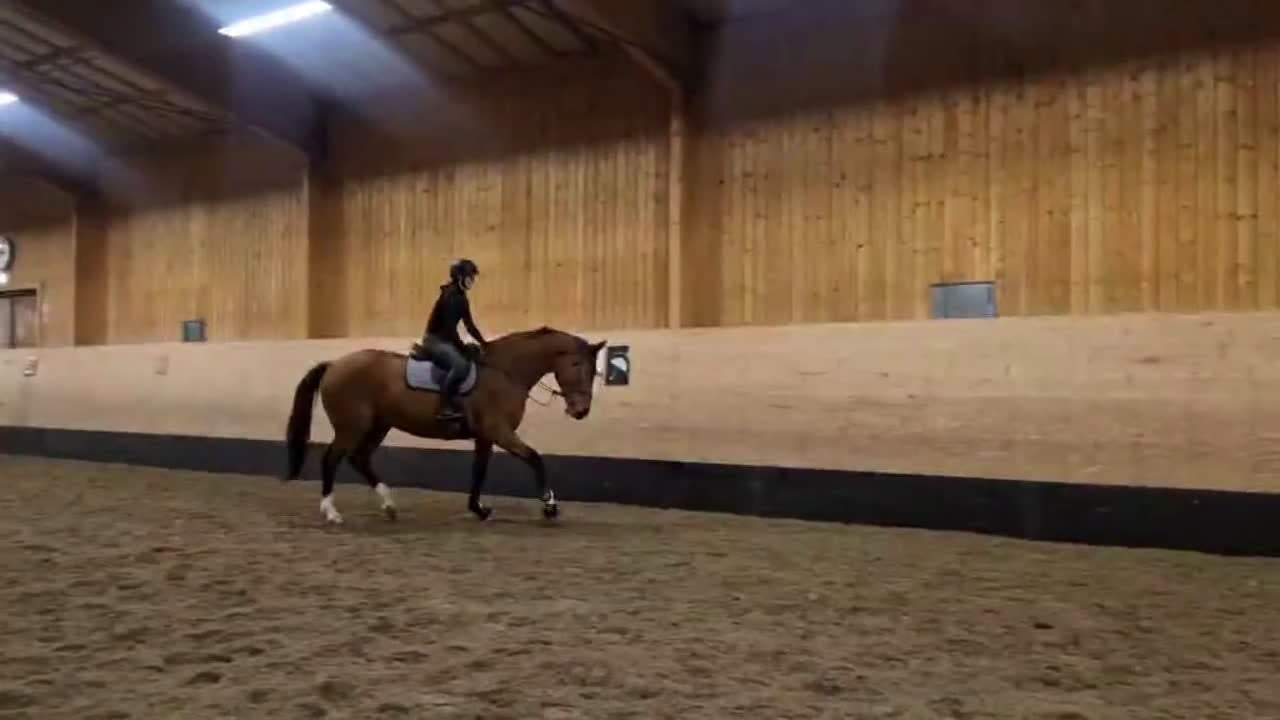 Hoppning hästar till salu: Finaste Victor  i Viksjöfors - Video 2